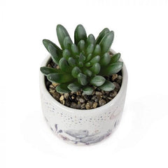 Me to You - ARTIFICIAL SUCCULENT