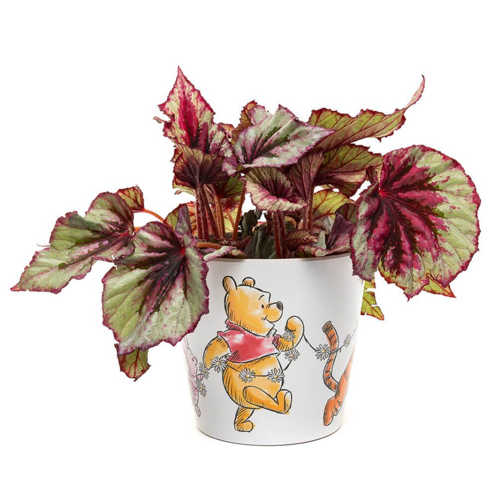 Winnie The Pooh Daisy Chain - Eco Pot Bamboo (Set of 3)